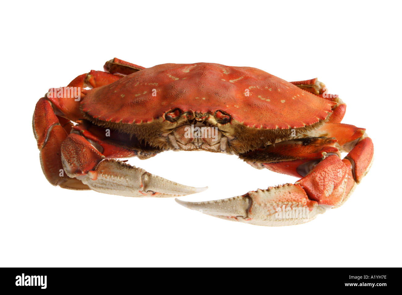 Granchio di Dungeness Foto Stock