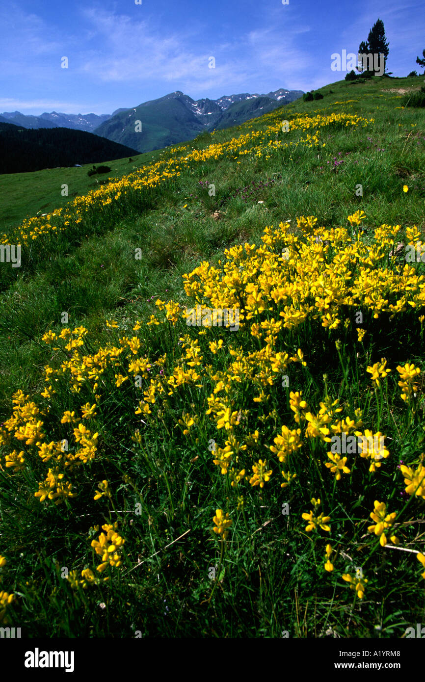 Greenweed alato (Chamaespartium sagitalle) fioritura sul Plateau de Beille, Pirenei Ariège, Francia. Foto Stock