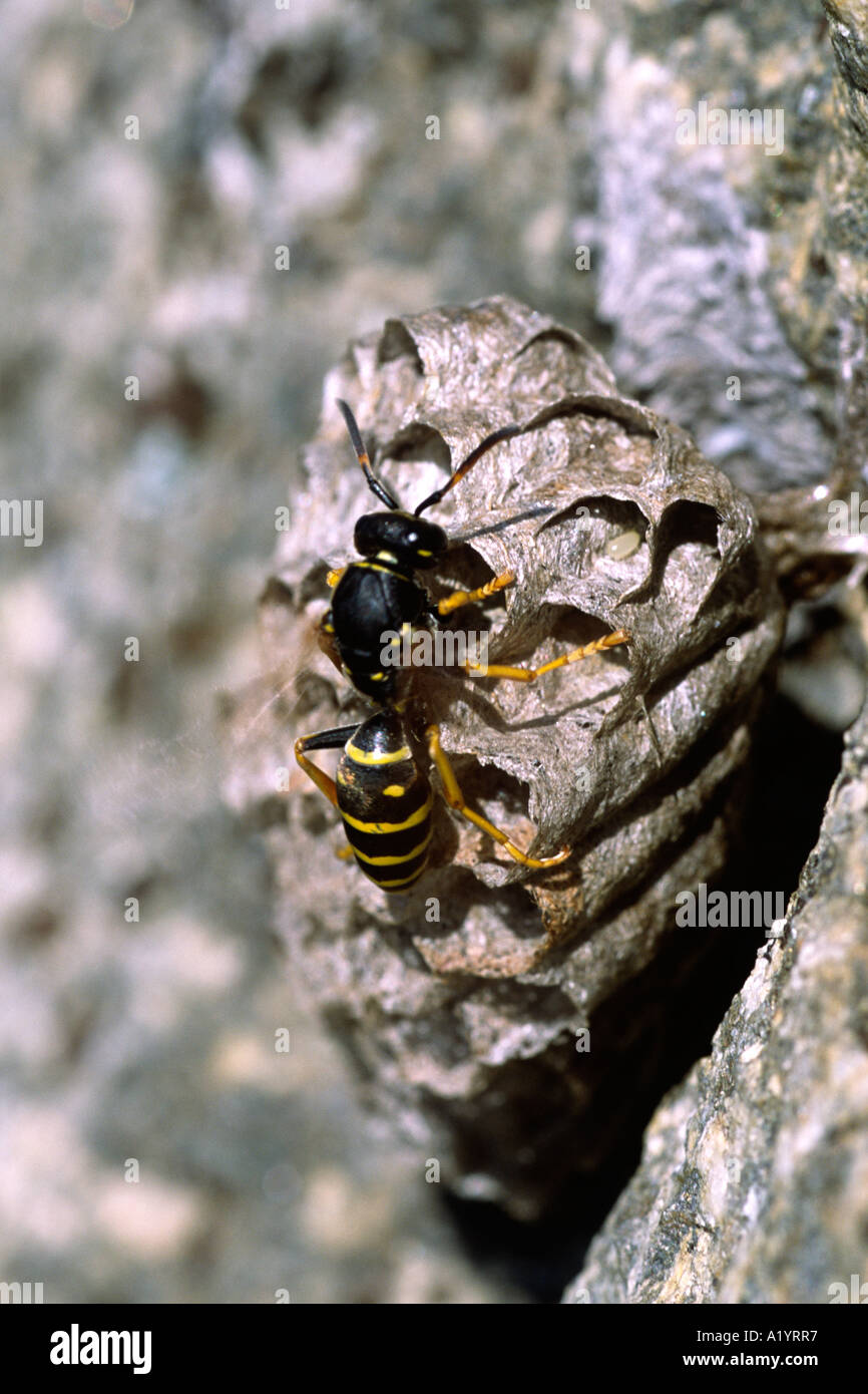 Carta Wasp (Polistes gallicus) fanning nido con ali per raffreddare le larve. Pirenei Ariège, Francia. Foto Stock