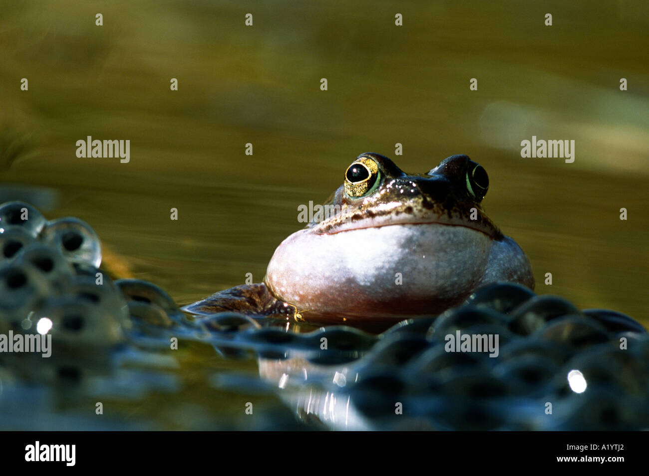 Maschio Rana comune (Rana temporaria) chiamando in un allevamento pond. Powys, Galles. Foto Stock