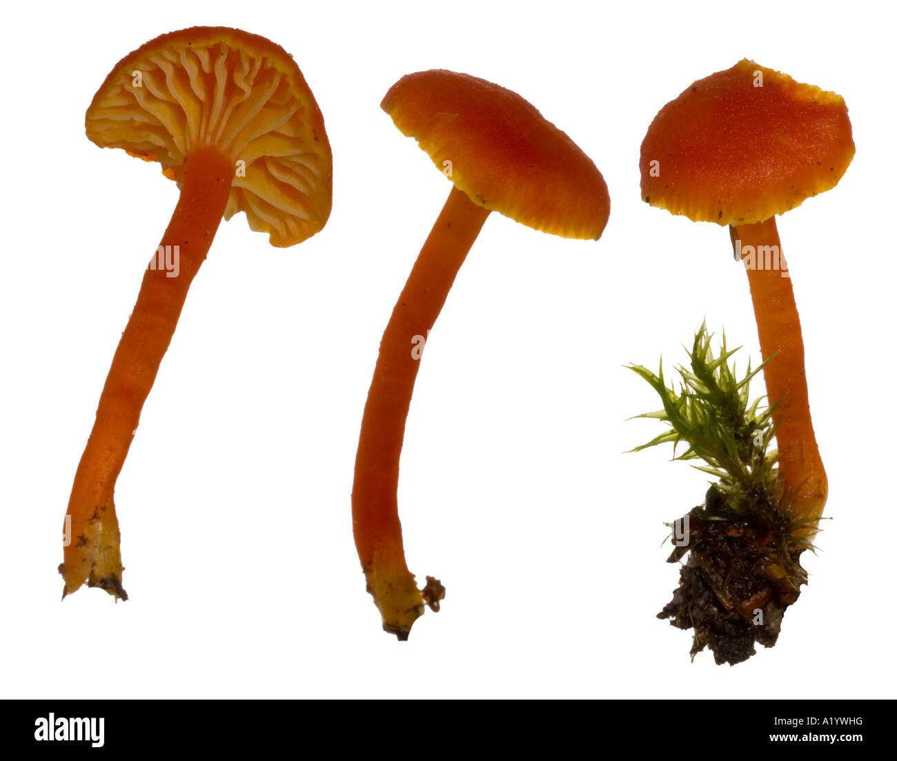 Calice Waxcap mostra il tappo branchie Surrey in Inghilterra Dicembre Foto Stock