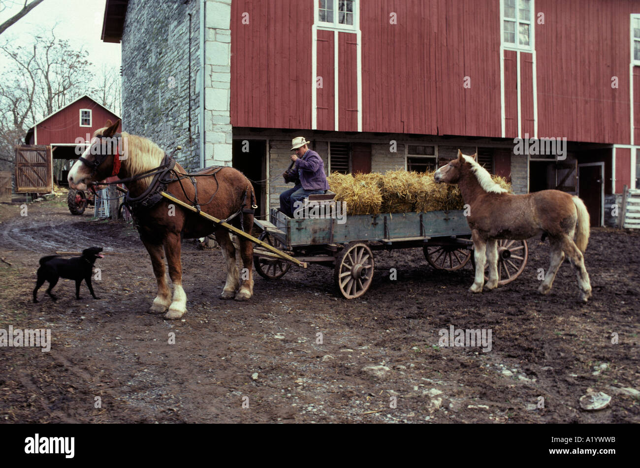 In vecchio stile contadino di moda il fieno raccolto carro team di progetto di cavalli di attacco del sollevatore Lancaster PA Pennsylvania Foto Stock