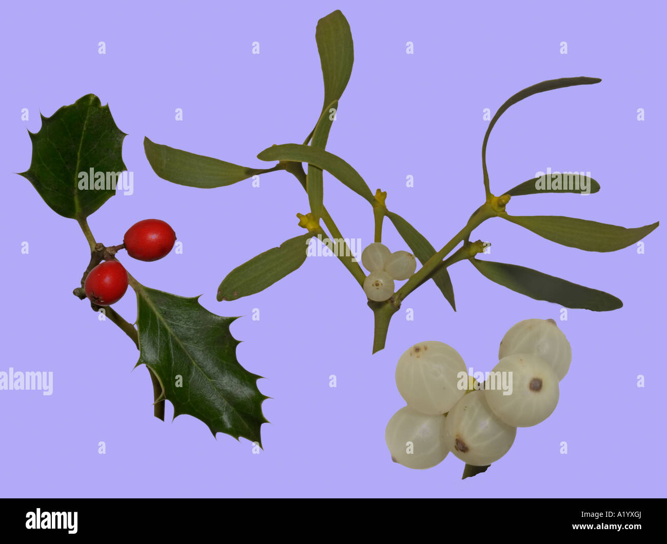 Holly vischio foglie Berry Surrey in Inghilterra Dicembre Foto Stock