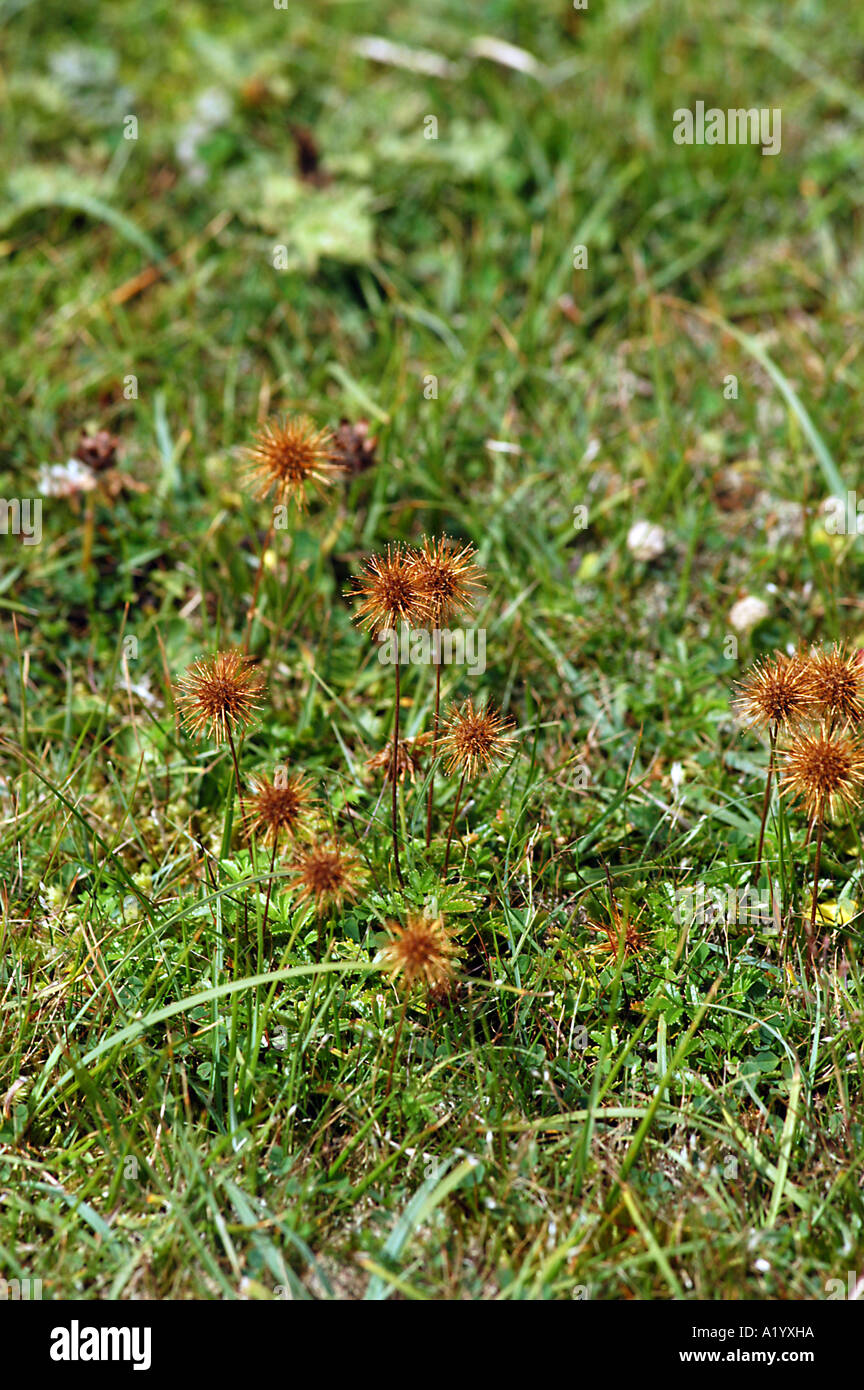 Pirri-pirri bur (acaena novae-zelandiae) cresce in dune di sabbia su Lindisfarne Foto Stock