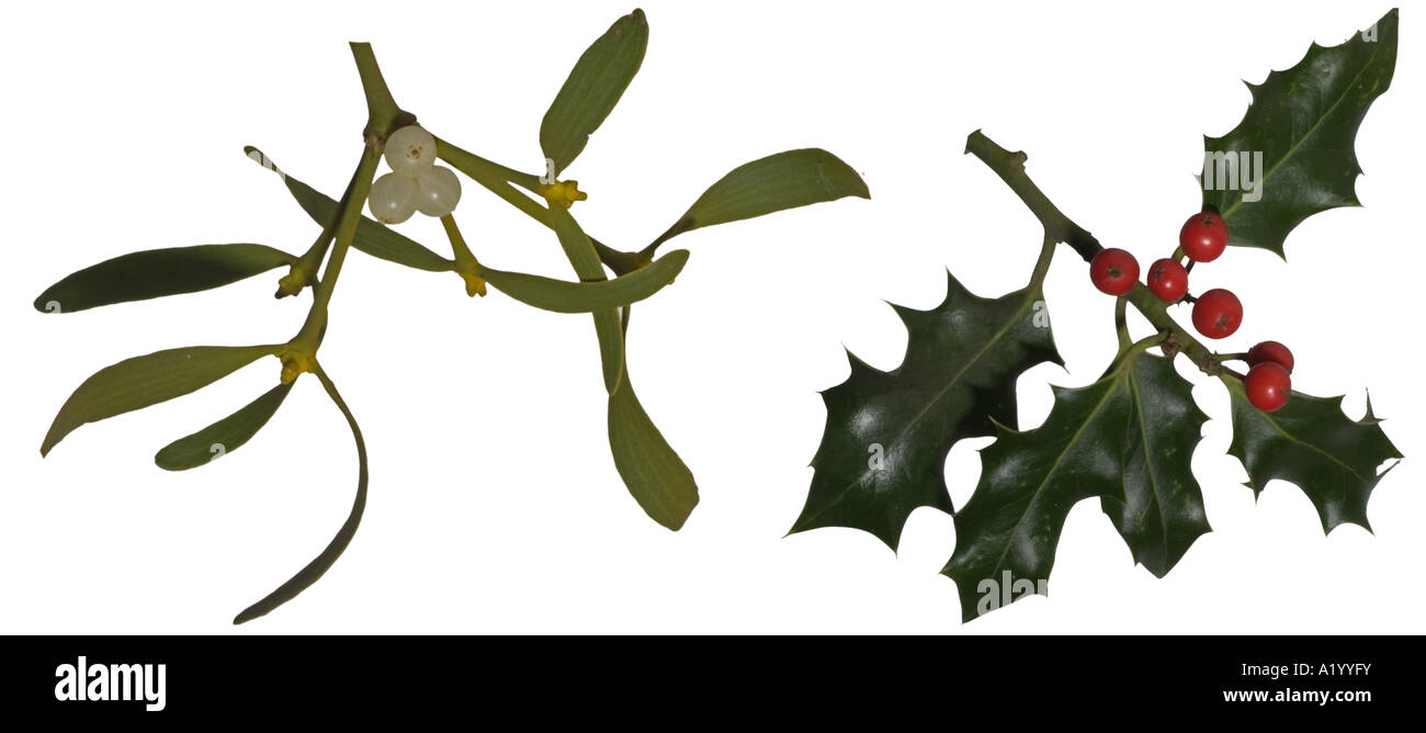 Vischio & Holly Leaf Berry Surrey in Inghilterra dicembre intaglio Foto Stock