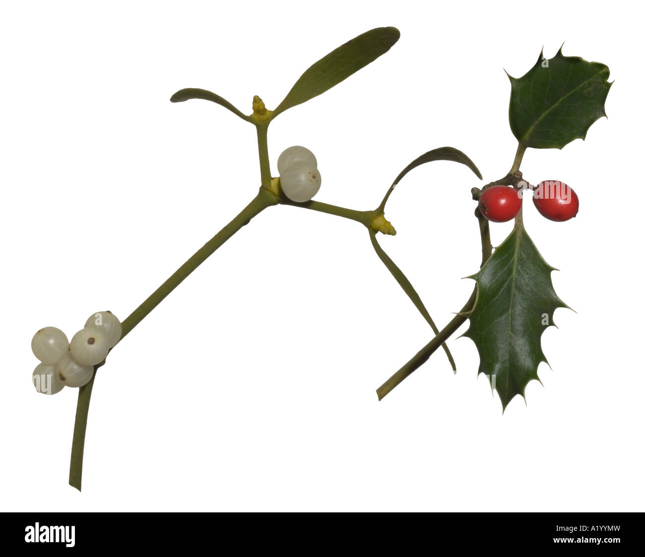 Vischio & Holly Leaf Berry Surrey in Inghilterra Dicembre Foto Stock