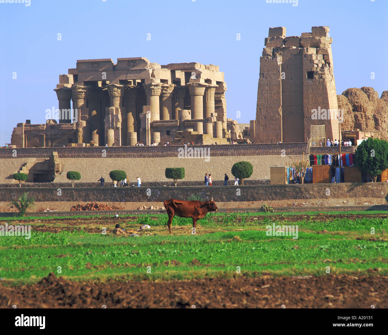Mucca in campo davanti alle rovine del Tempio di Kom Ombo Egitto Africa G R Richardson Foto Stock