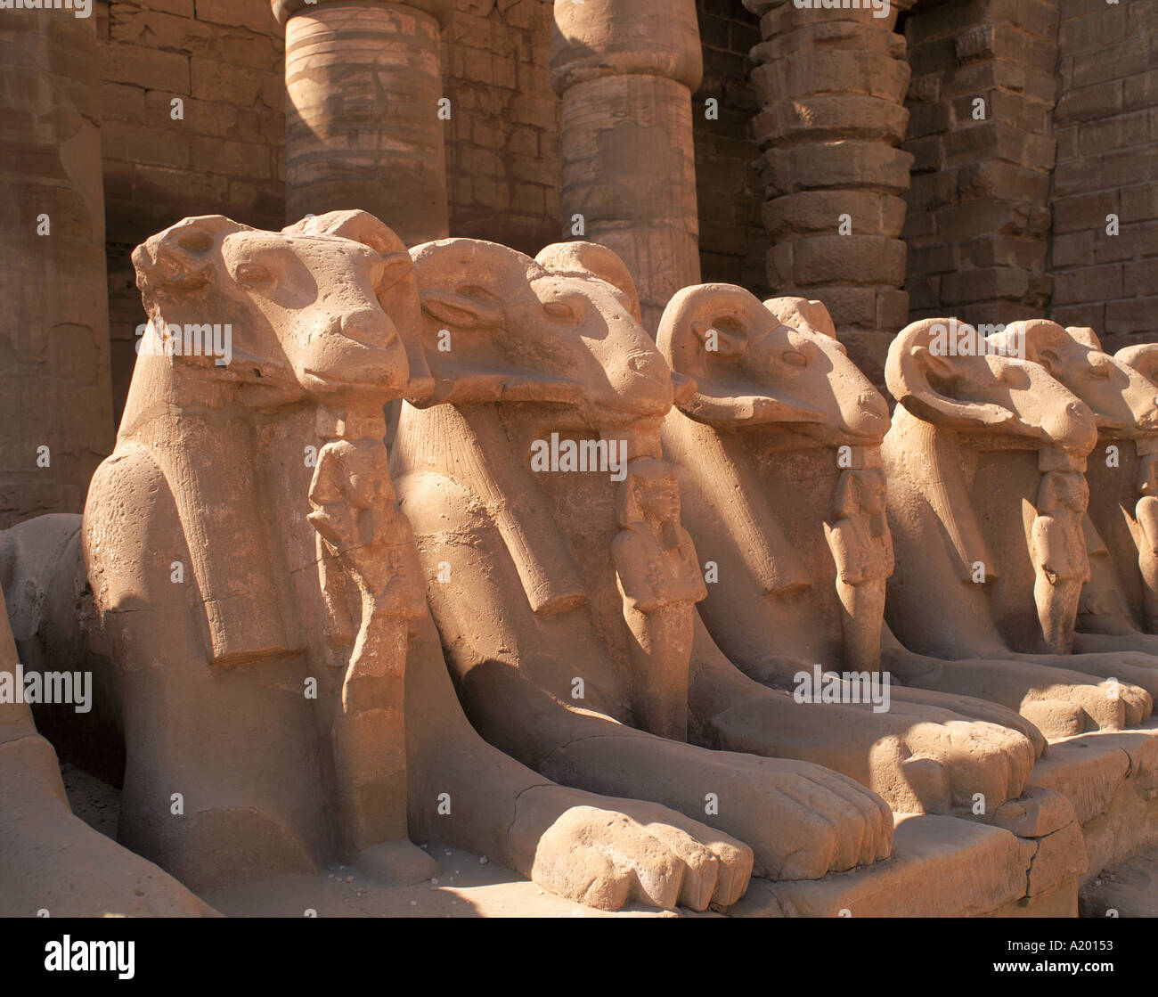 Close up Sfingi dalla testa d'ariete della processionale Avenue presso il Tempio di Karnak Tebe Egitto Africa G R Richardson Foto Stock