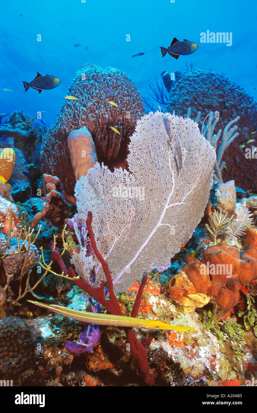 Coral Reef Scenic con ventilatore di mare, vase spugna tubo, spugne e  pesci. Mar dei Caraibi e Oceano Atlantico, Isole Turks e Caicos Foto stock  - Alamy