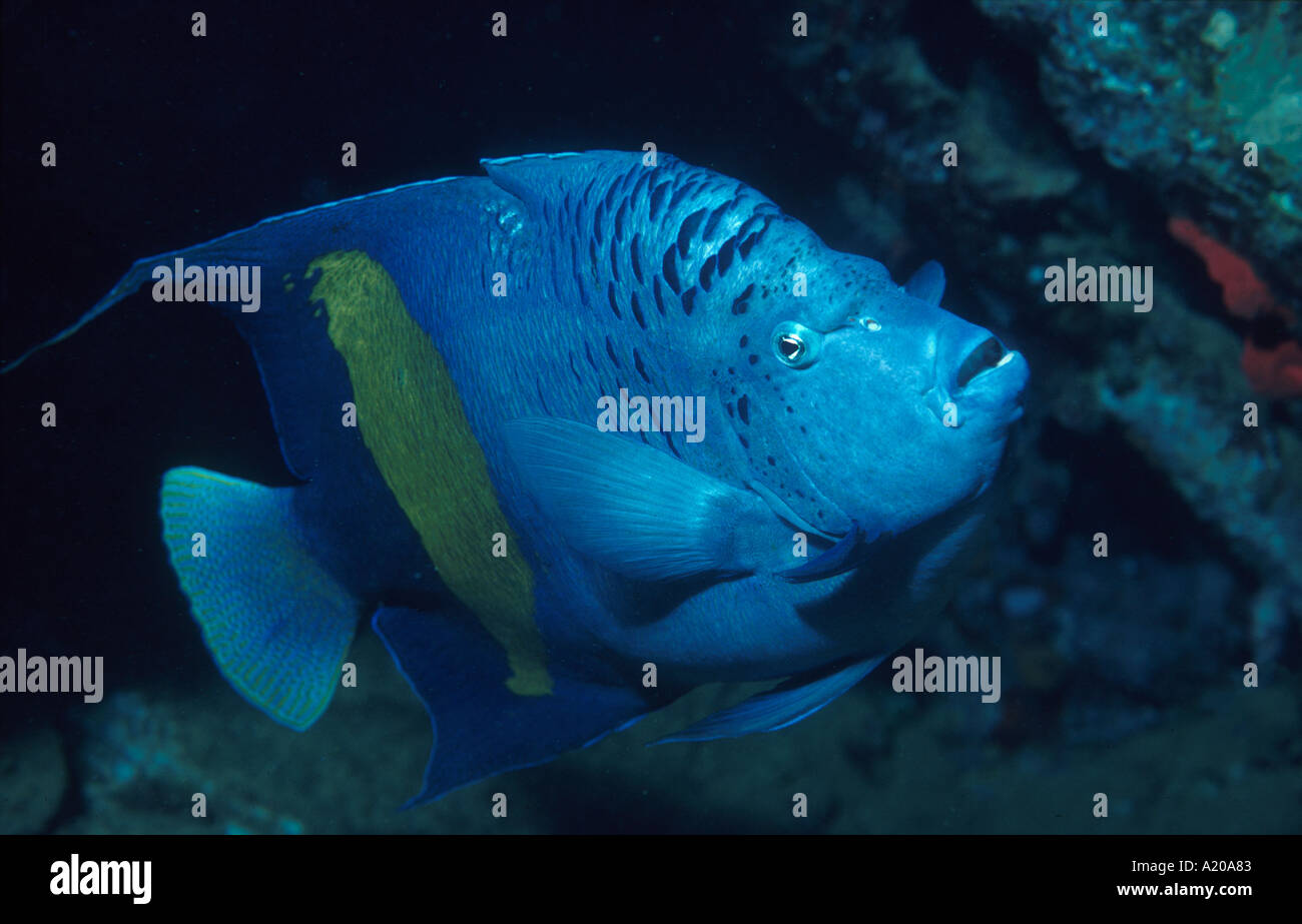 Yellowbar Angelfish Pomacanthus maculosus Sudan Red Sea endemica al Mare Rosso del Golfo di Aden, noto anche come Half Moon Angelfish anche k Foto Stock