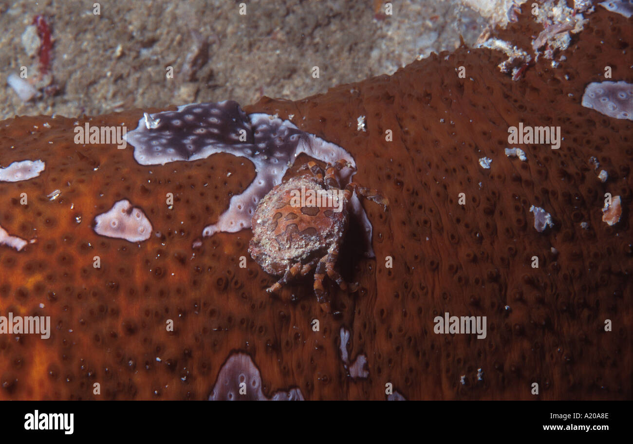 1cm Harlequin Crab Lissocarcinus orbicularis sul mare Leopardfish cetriolo Bohadschia argus Sulu Mare Palau Lankayan Sabah Borneo M Foto Stock