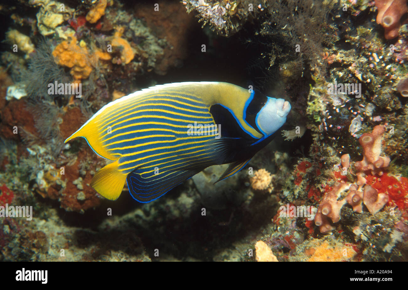 L'imperatore Angelfish Pulau Sipadan Borneo malese Sabah Celebes Mare Pomacanthus imperator Foto Stock