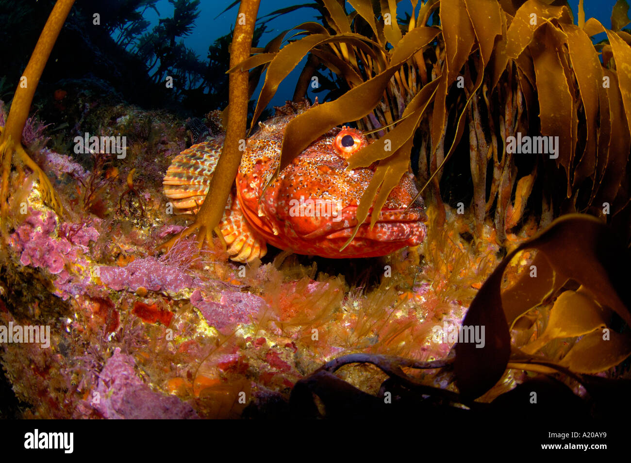 Northern scopionfish Scorpaena cardinalis in kelp POVERI CAVALIERI Isole Nuova Zelanda Oceano Pacifico del Sud Foto Stock