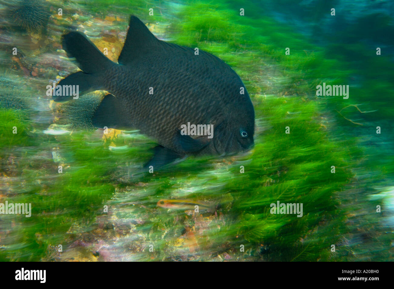 Nero adulto angelfish Parma alboscapularis lenta velocità otturatore POVERI CAVALIERI Isola Sud della Nuova Zelanda Oceano Pacifico Foto Stock