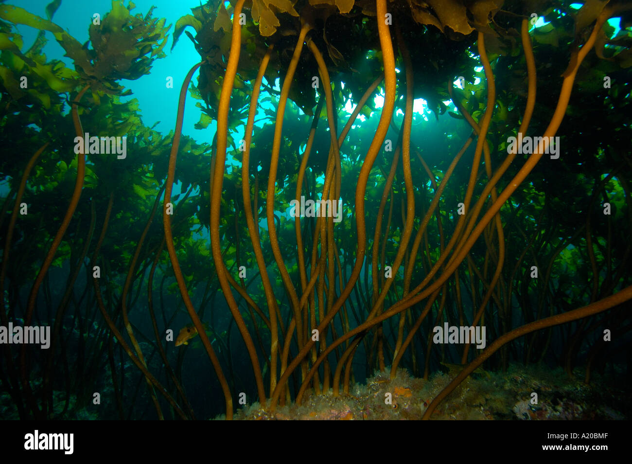 Ecklonia kelp culmi Ecklonia radiata POVERI CAVALIERI Isole Nuova Zelanda Oceano Pacifico del Sud Foto Stock