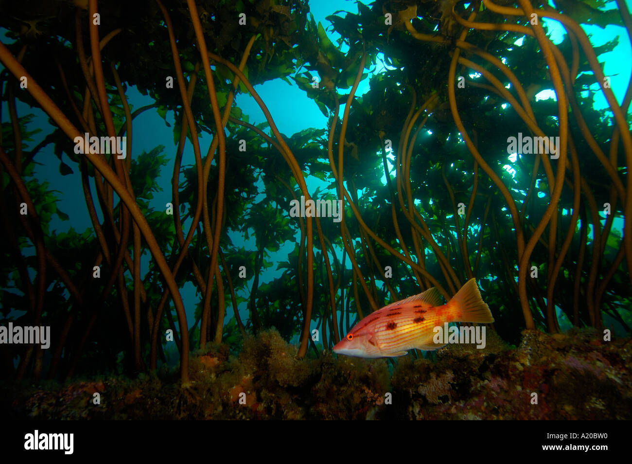 Femmina rosso Bodianus pigfish unimaculatus fra ecklonia kelp culmi POVERI CAVALIERI Isole Nuova Zelanda Oceano Pacifico del Sud Foto Stock
