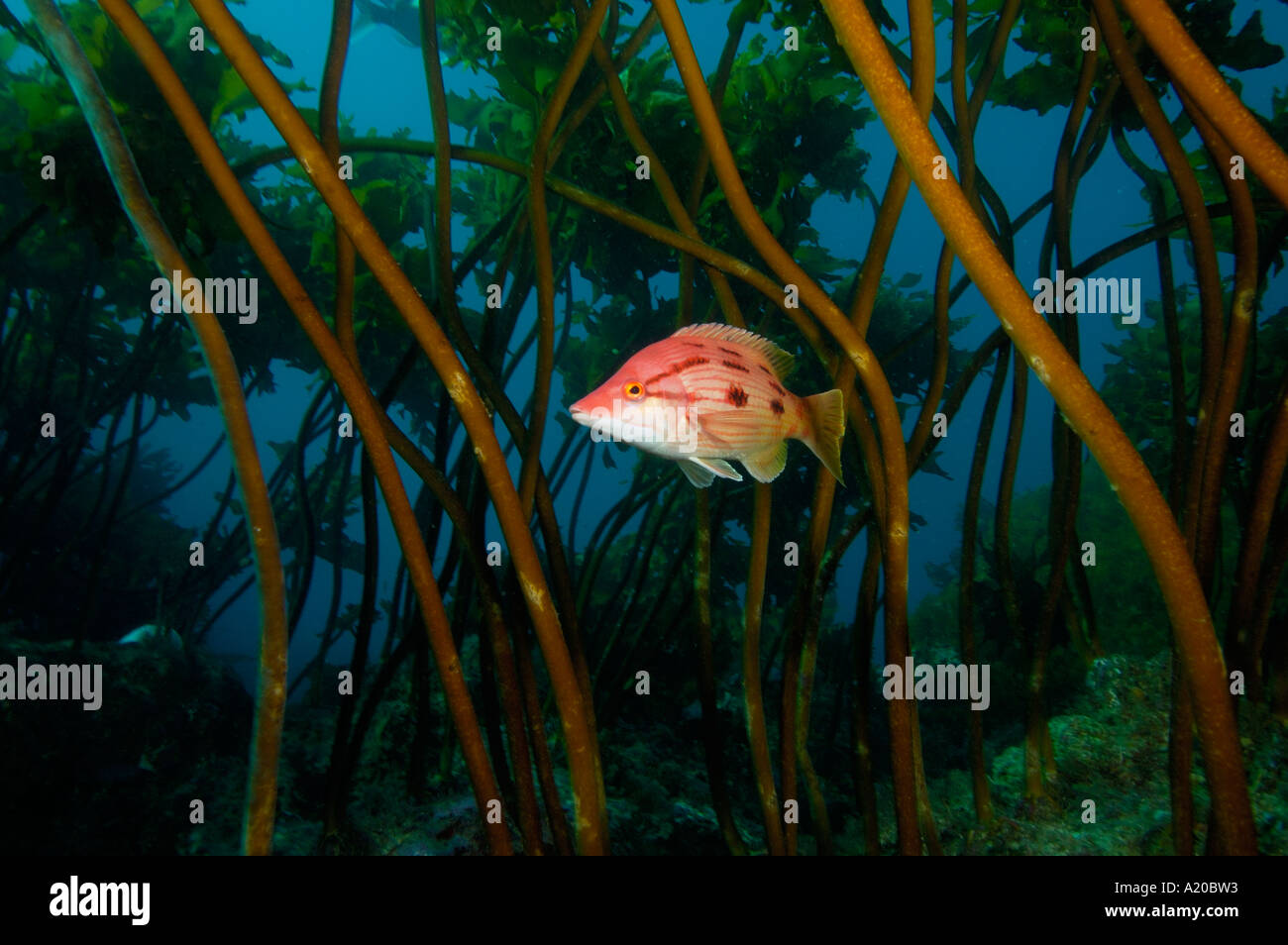 Femmina rosso Bodianus pigfish unimaculatus fra ecklonia kelp culmi POVERI CAVALIERI Isole Nuova Zelanda Oceano Pacifico del Sud Foto Stock