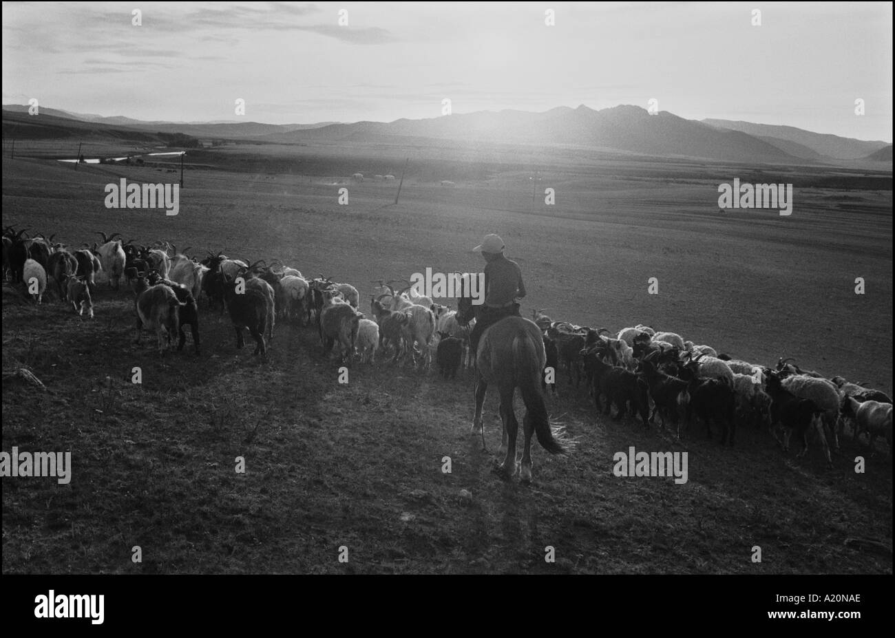 Un giovane cavaliere nelle steppe porta le sue capre torna alla homestead alla fine della giornata, Mongolia Foto Stock