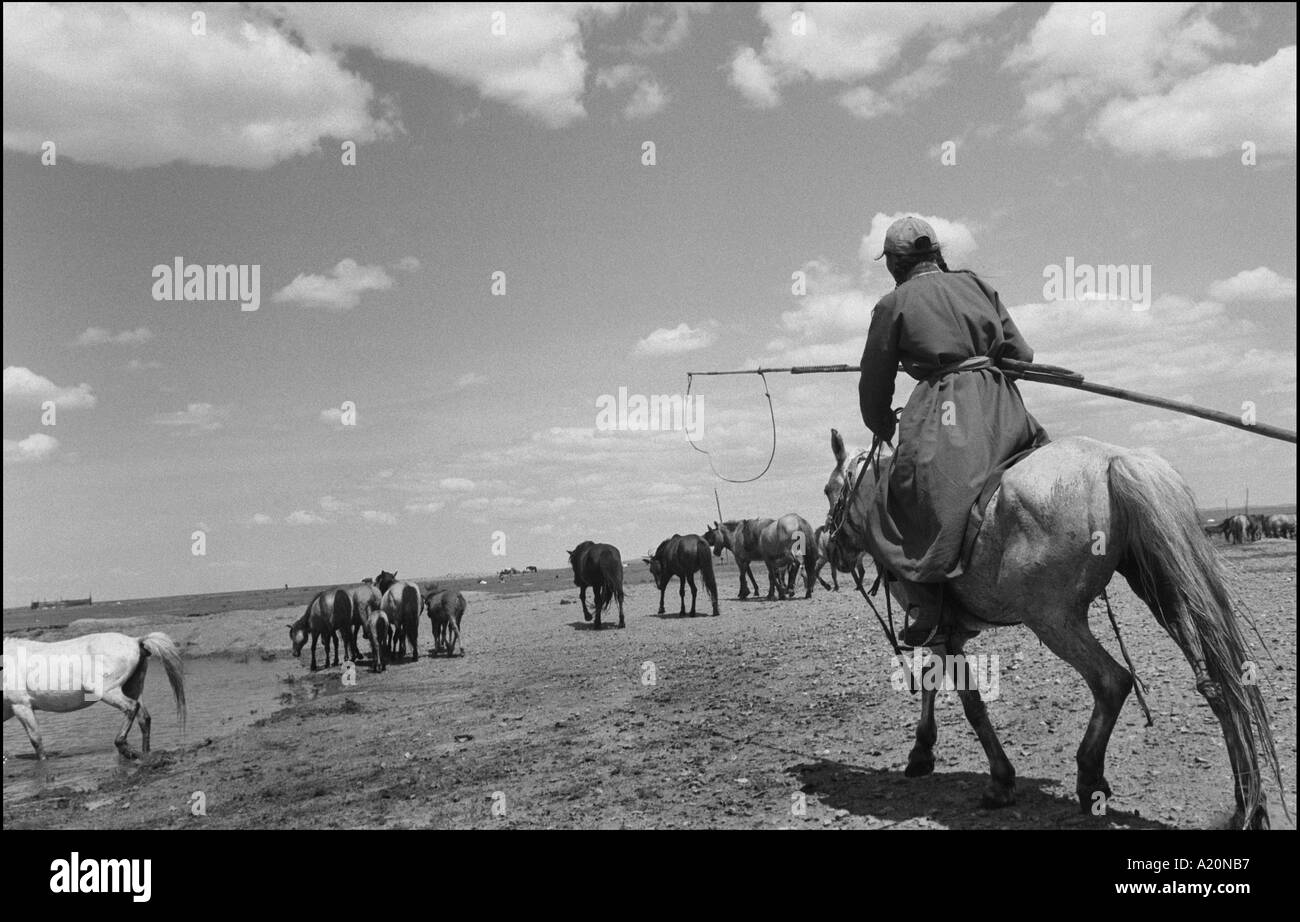 Una ragazza nomade nelle steppe con i suoi cavalli e Mongolia Foto Stock