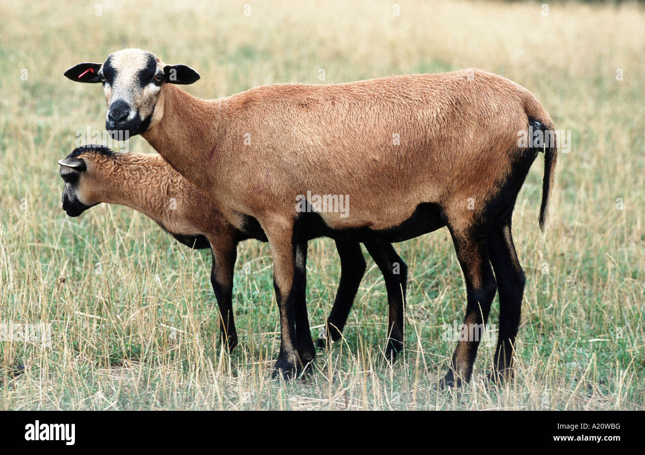 Kamerunschaf Camerun pecore Foto Stock