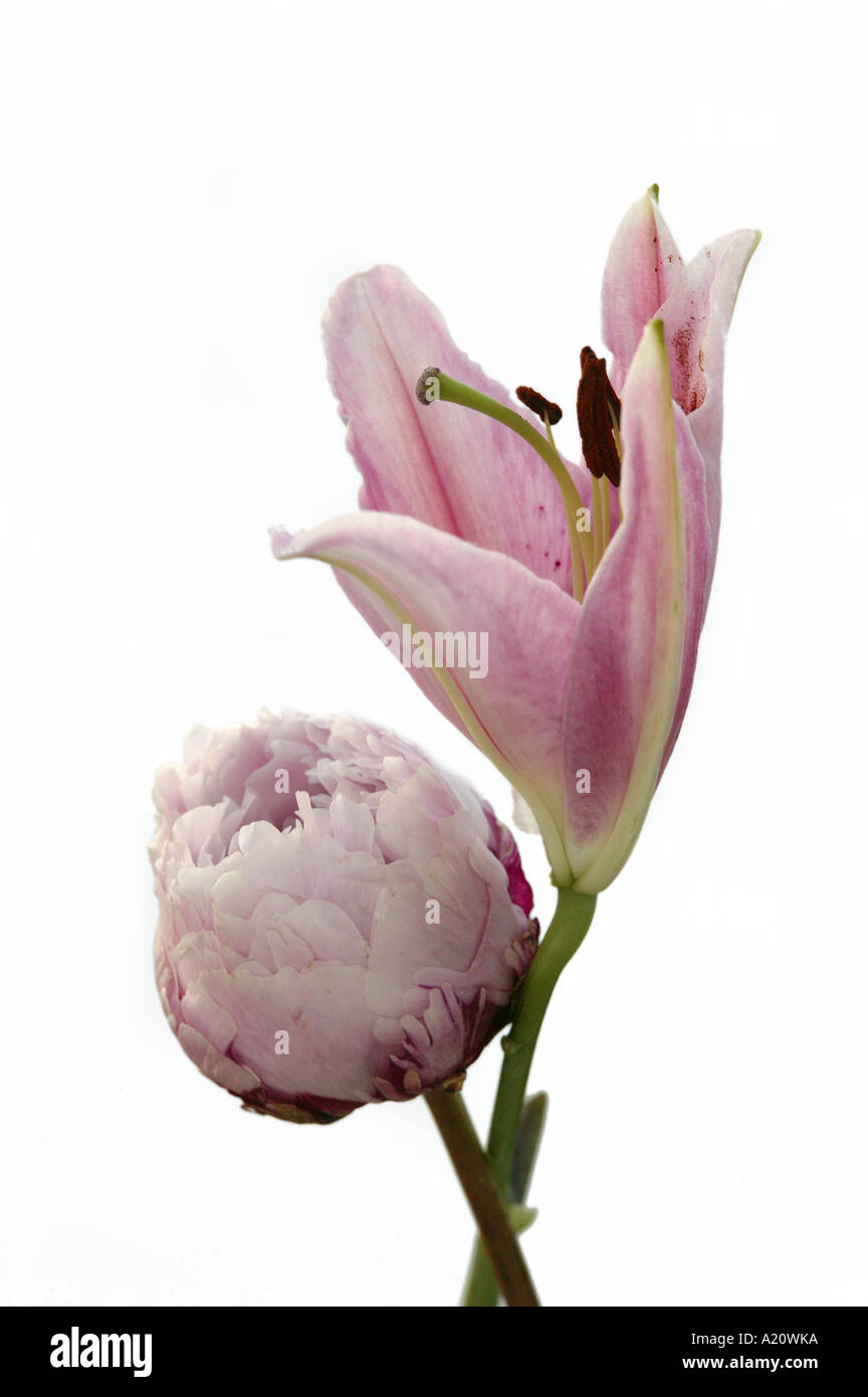 Il montante verticale Rosa Lilly e Rosa peonia fiore dettaglio con sfondo bianco Foto Stock