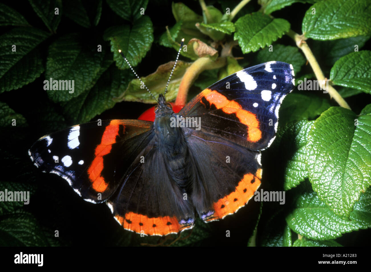 Close up Red Admiral butterfly N UN Callow Foto Stock