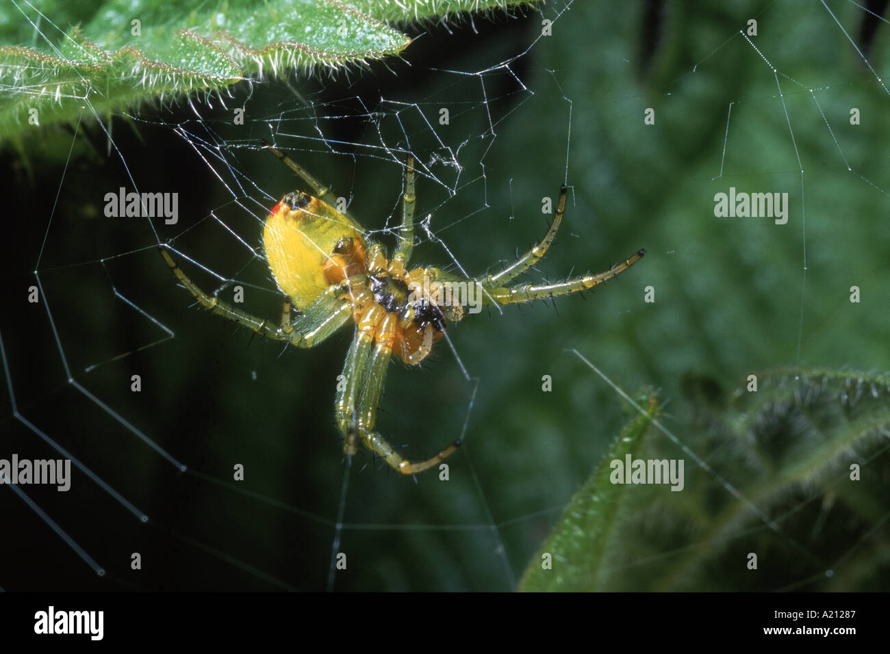 Orb web spider cucuvbitina Arauiella N UN Callow Foto Stock