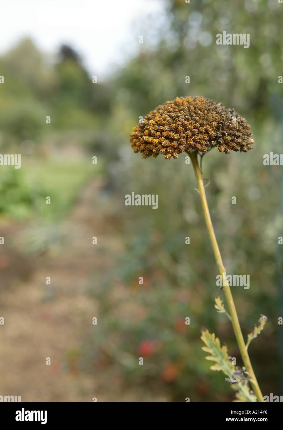 Giardino scence incentrato su un marrone autunno seedhead comprendente un percorso che corre attraverso il centro con nell'angolo in alto a sinistra Foto Stock