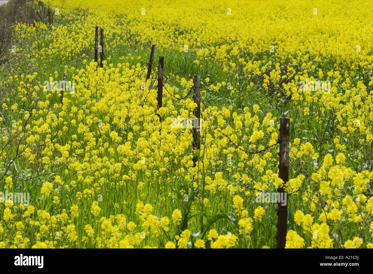 Una recinzione in un campo di senape gialla nei pressi di Modesto California Foto Stock