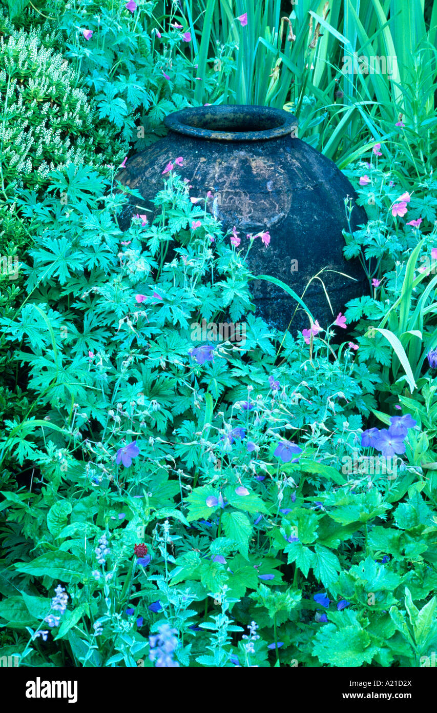 Vaso in terracotta in giardino confine di rosa e geranio blu Foto Stock