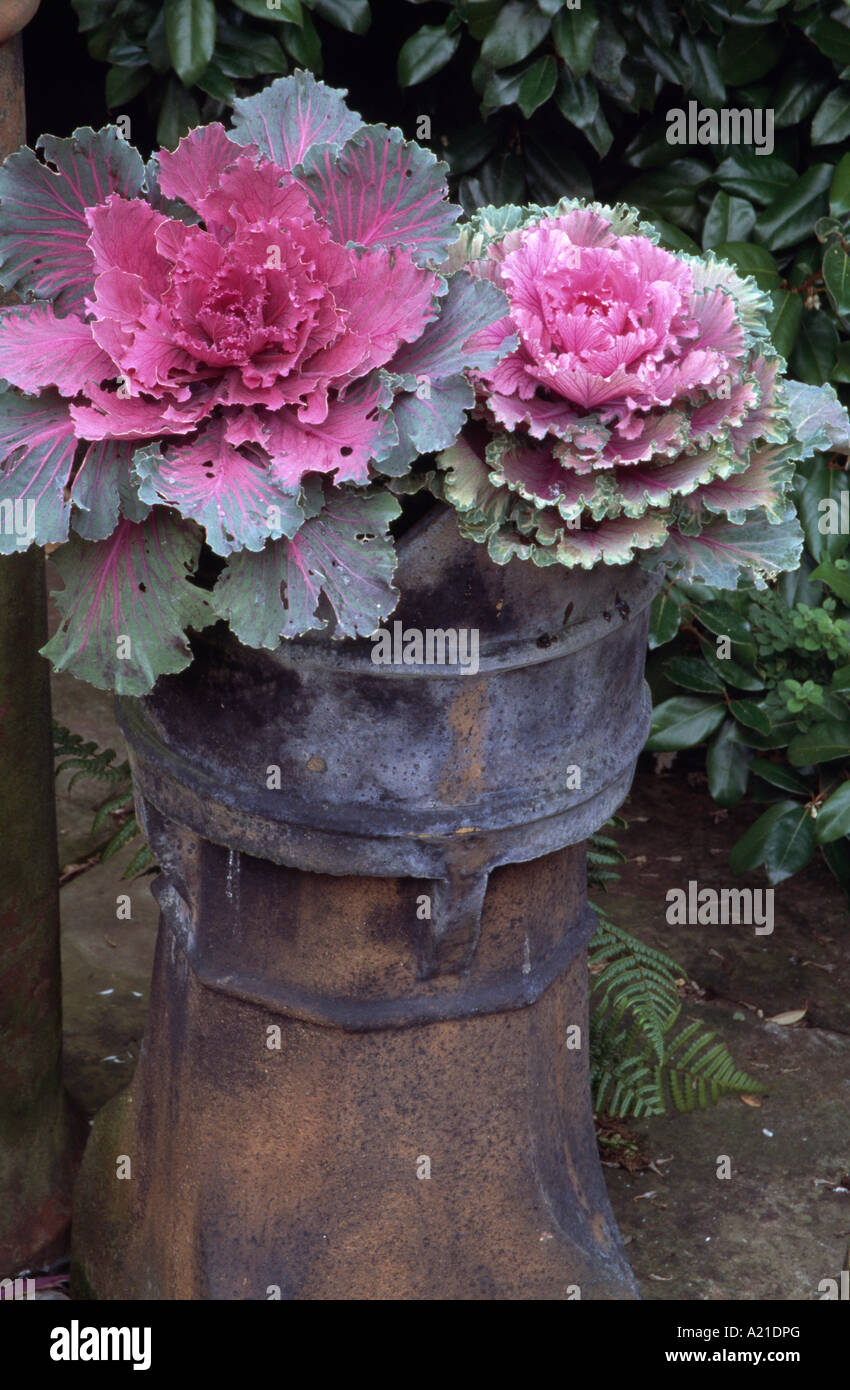 Close-up di rosa cavolo ornamentale in rigenerate comignolo Foto Stock
