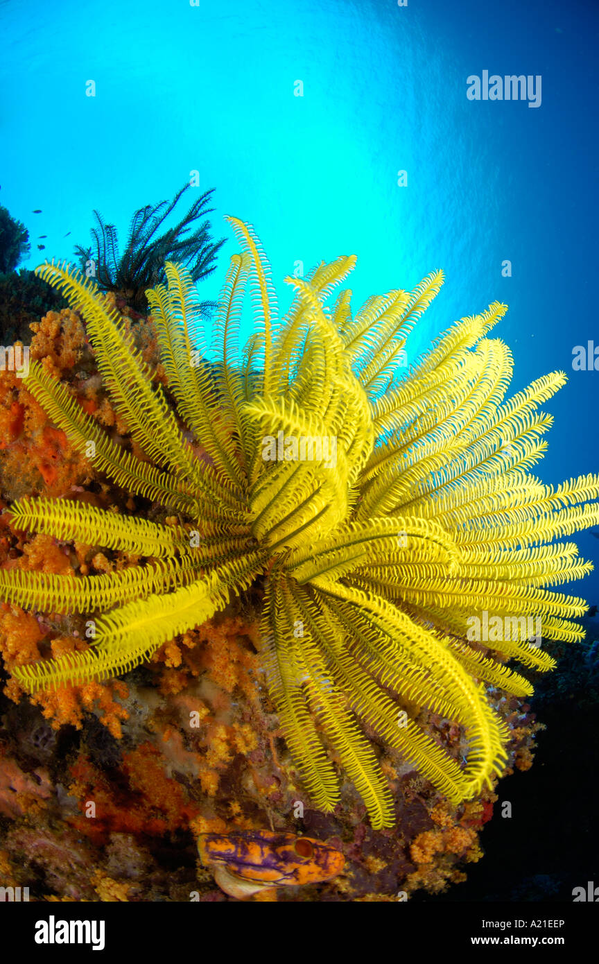 Nobile stella piuma Comanthina noblis isola di Nuova Bretagna Papua Nuova Guinea Foto Stock