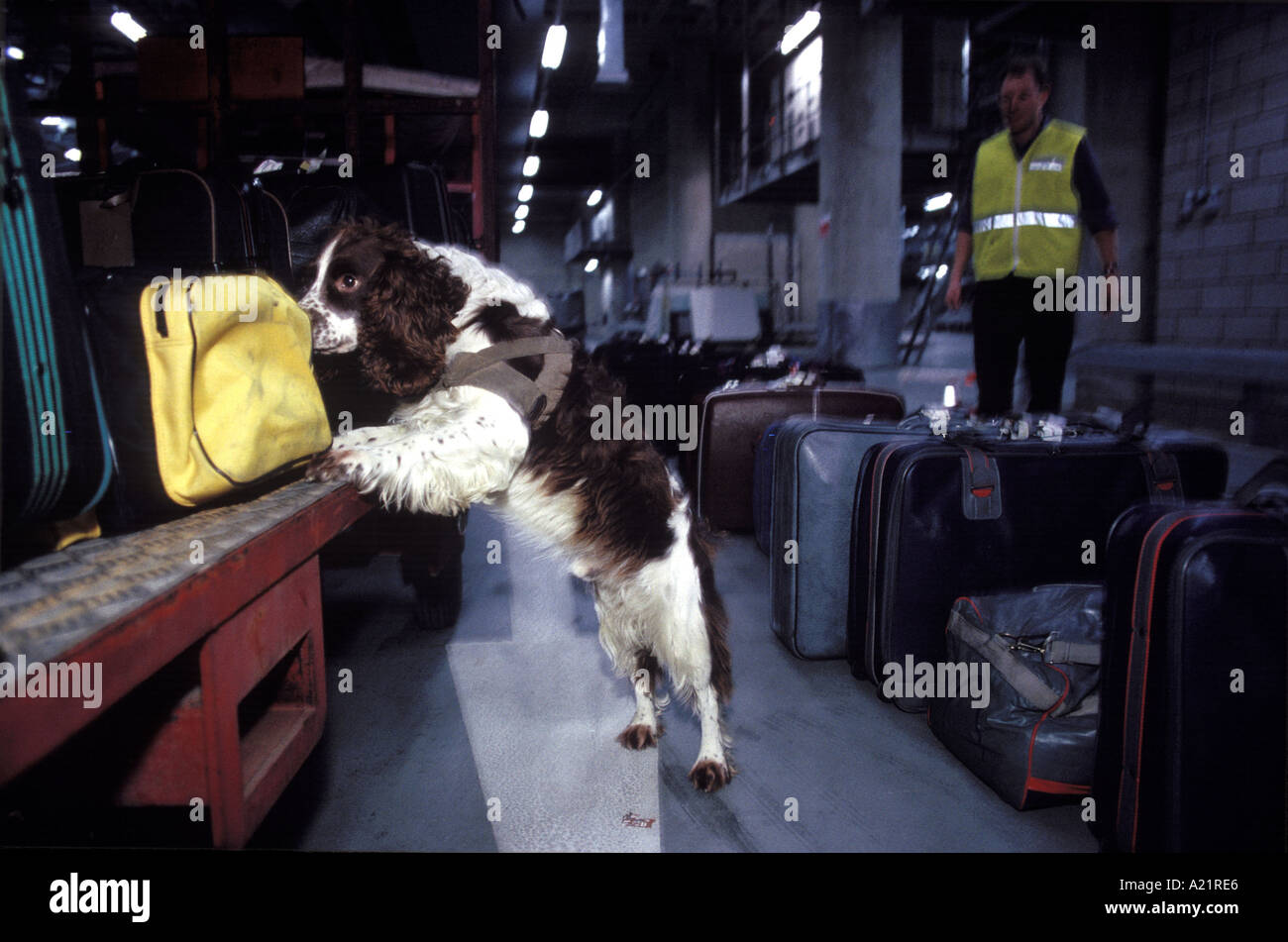 Una delle dogane e accise sniffer dog ricerca bagagli in arrivo all'Aeroporto di Stansted Regno Unito Foto Stock