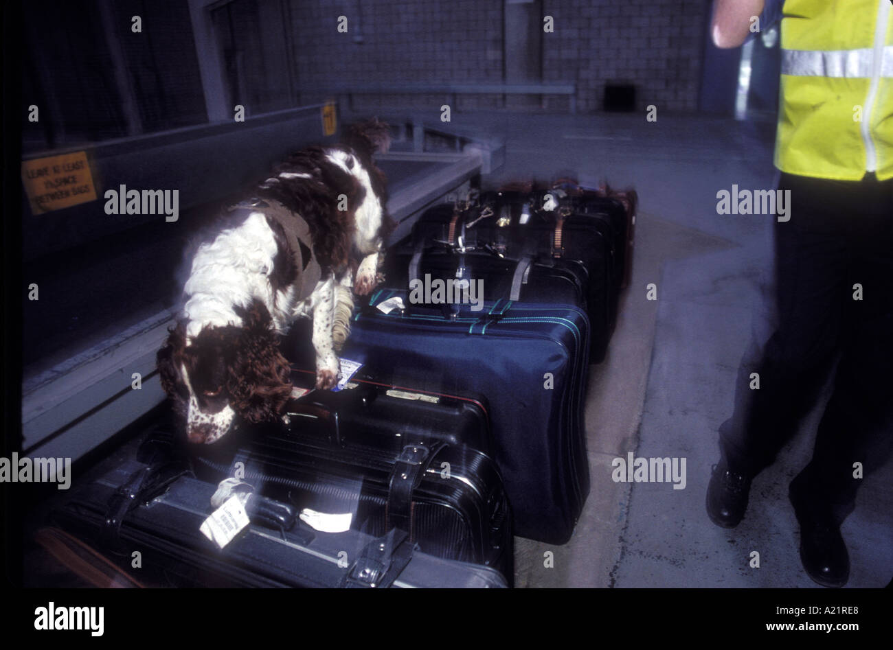 Un Dogane e accise cane ricerca bagagli in arrivo, l'aeroporto di Stansted Regno Unito Foto Stock