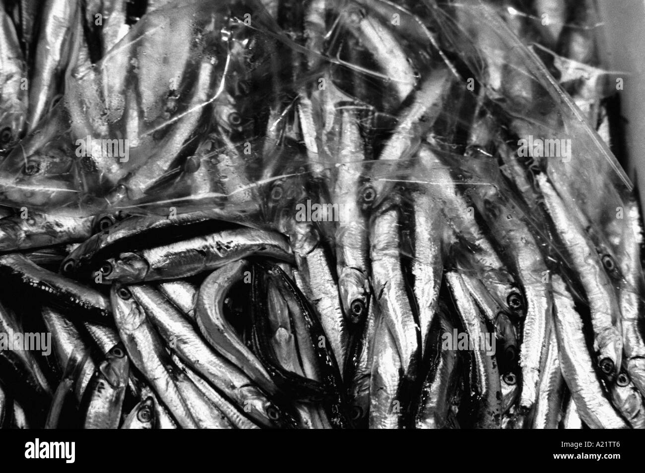 sardine Foto Stock