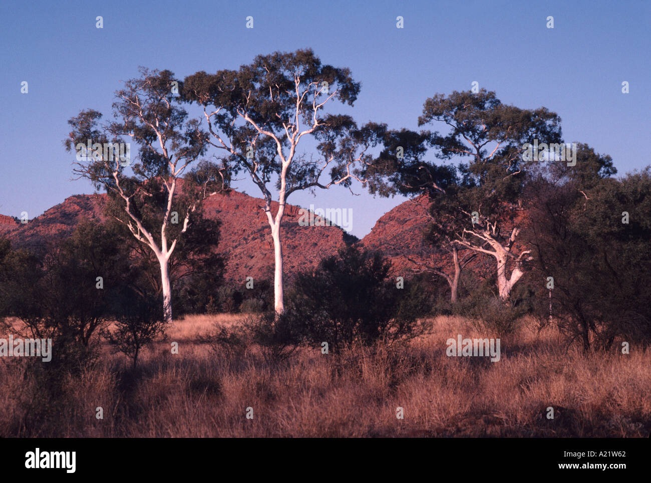 Le gomme di Ghost nella Catena Montuosa di MacDonnell vicino a Alice Springs in Australia settentrionale Foto Stock