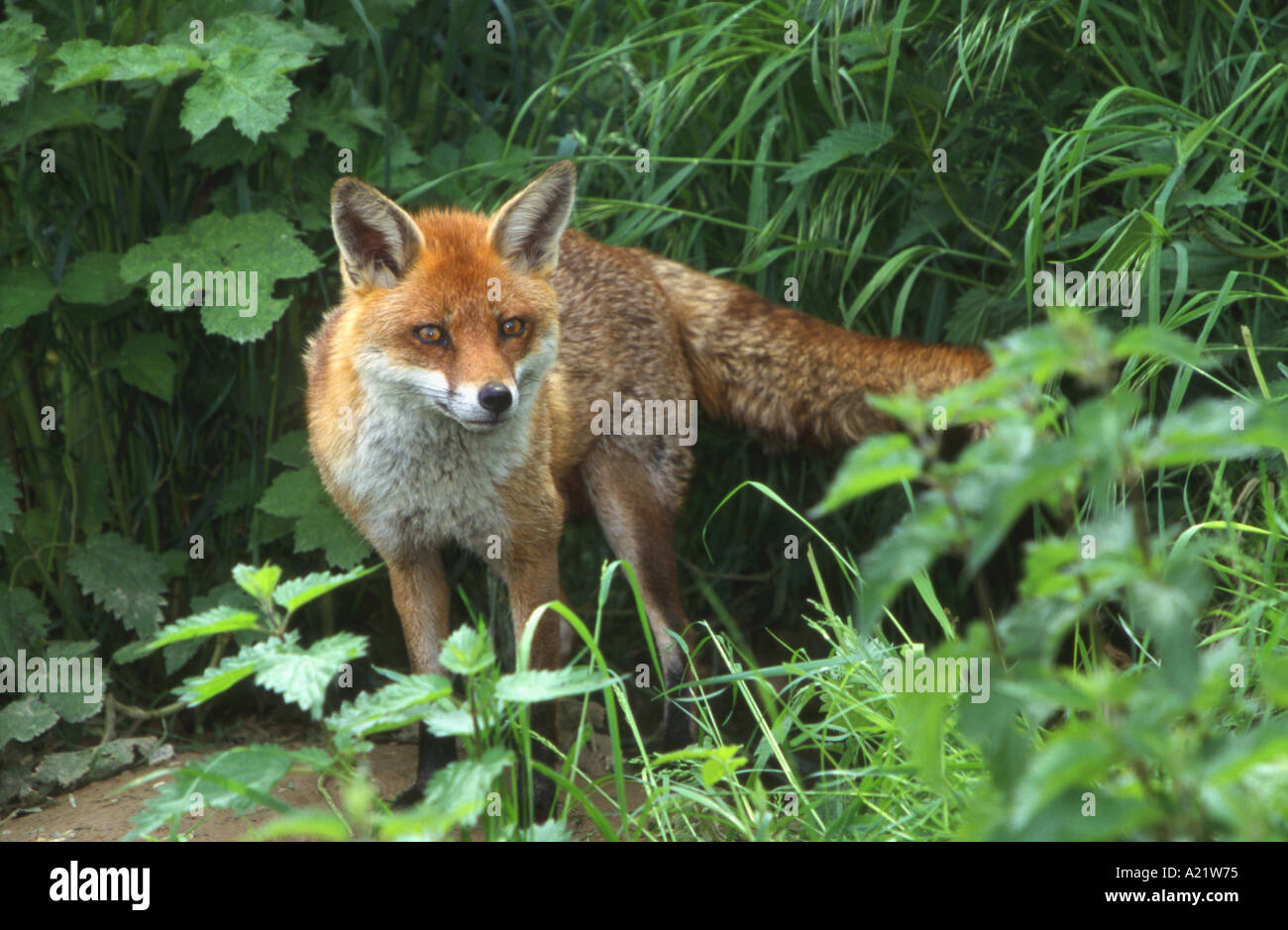 La Volpe rossa femmina al di fuori del suo Den Vulpes vulpes Foto Stock