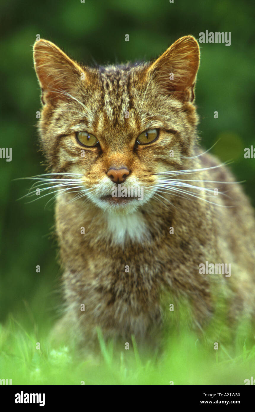 Scottish Wildcat Felis sylvestris Foto Stock