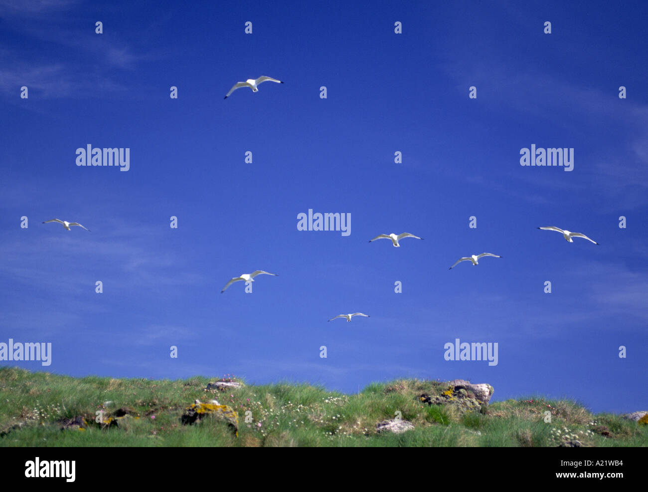 Kittewakes Foto Stock