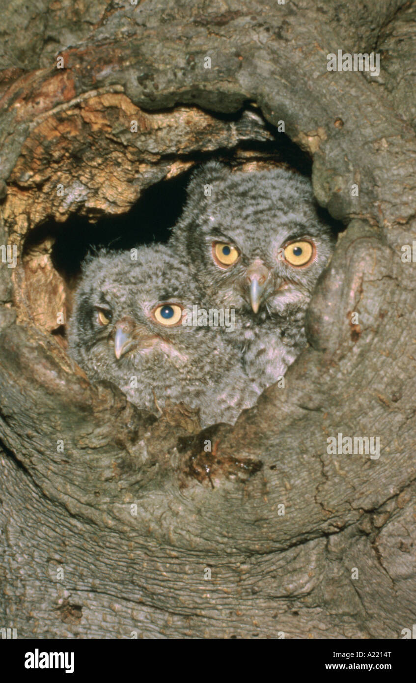 Giovani strillo orientale gufi Megascops asio nido nel foro Foto Stock