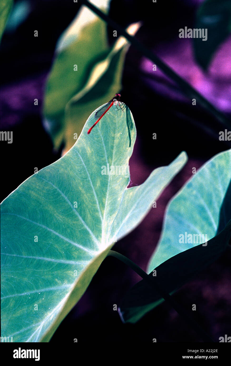 Dragonfly sulla foglia arrowhead in acqua giardino Australia Foto Stock