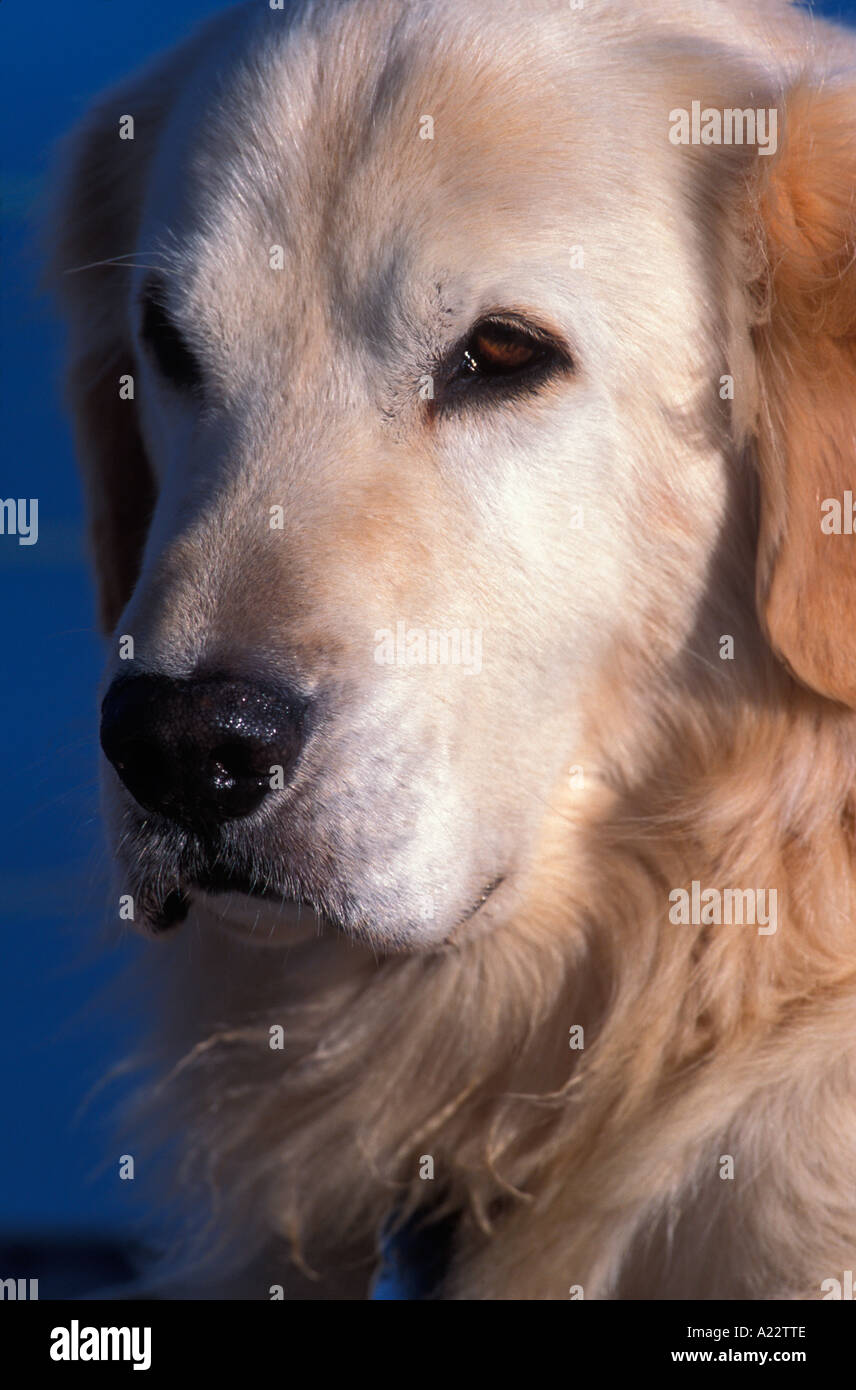 White Golden Retriever cane ritratto Foto Stock