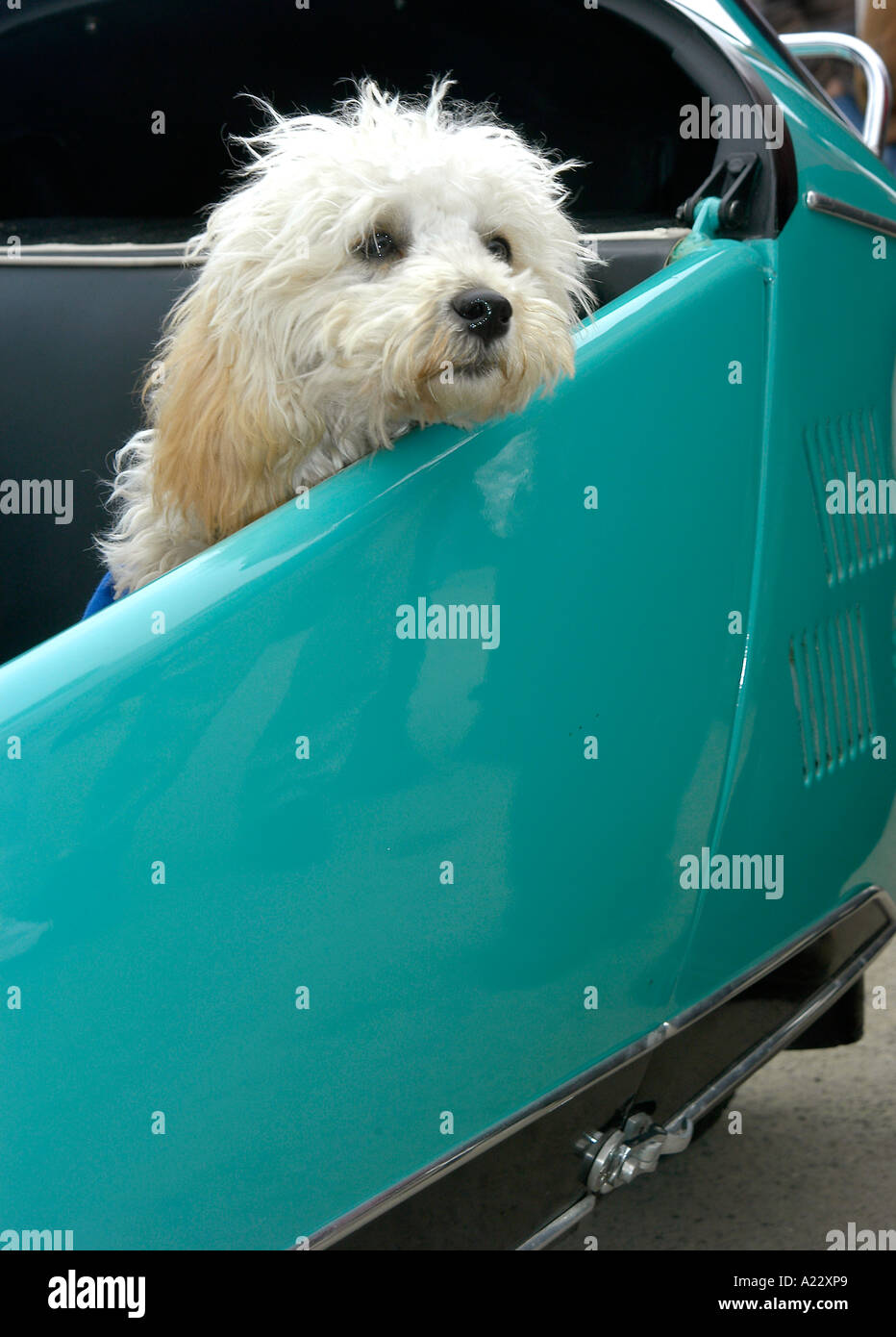 Barboncino bianco pup seduto in una motocicletta sidecar cercando lonely Foto Stock