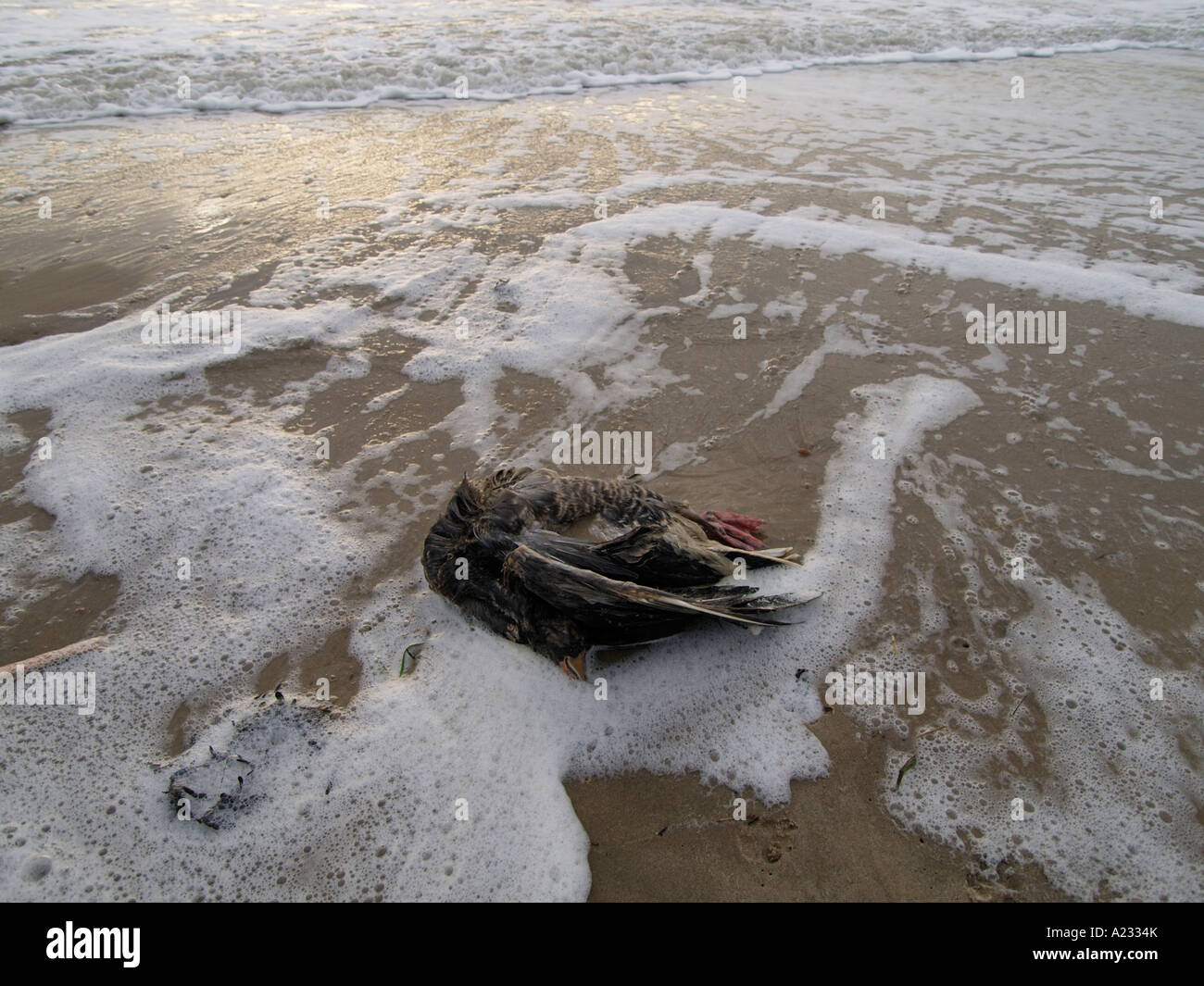 Oca morto lavato fino sulla spiaggia Vlissingen Zeeland nei Paesi Bassi Foto Stock