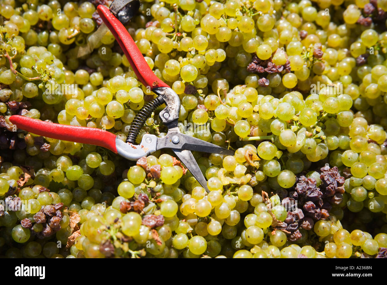 Il raccolto di uve di Pinot gris o pinot grigio Gainey vigneto Santa Ynez Valley vicino a Santa Barbara in California Foto Stock