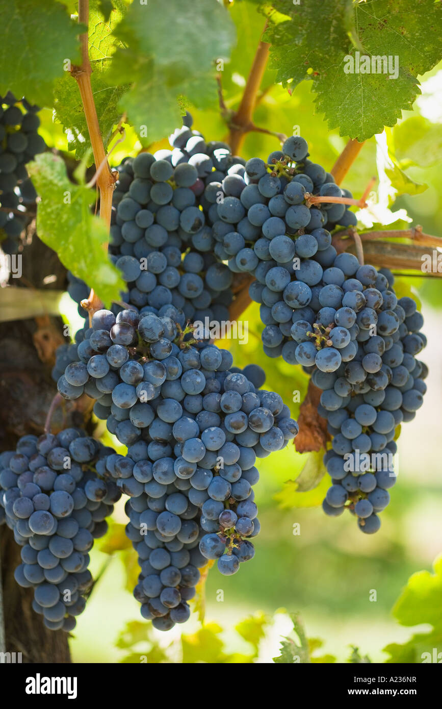 L'uva Merlot maturano sulla vite in una direzione verticale in posizione di lancio Gainey vigneto Santa Ynez Valley vicino a Santa Barbara in California Foto Stock