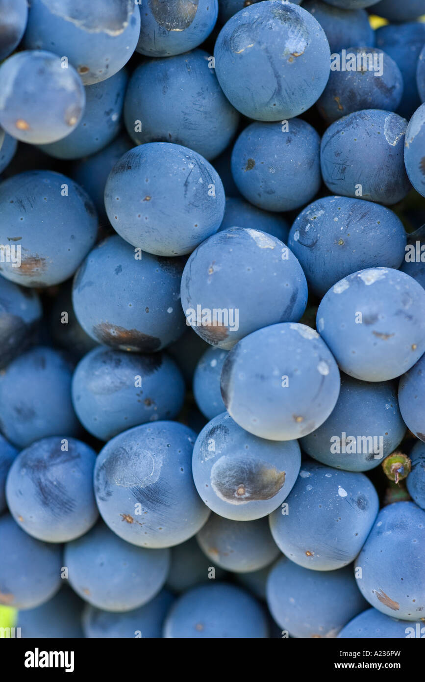 L'uva Merlot cluster Gainey vigneto Santa Ynez Valley vicino a Santa Barbara in California Foto Stock