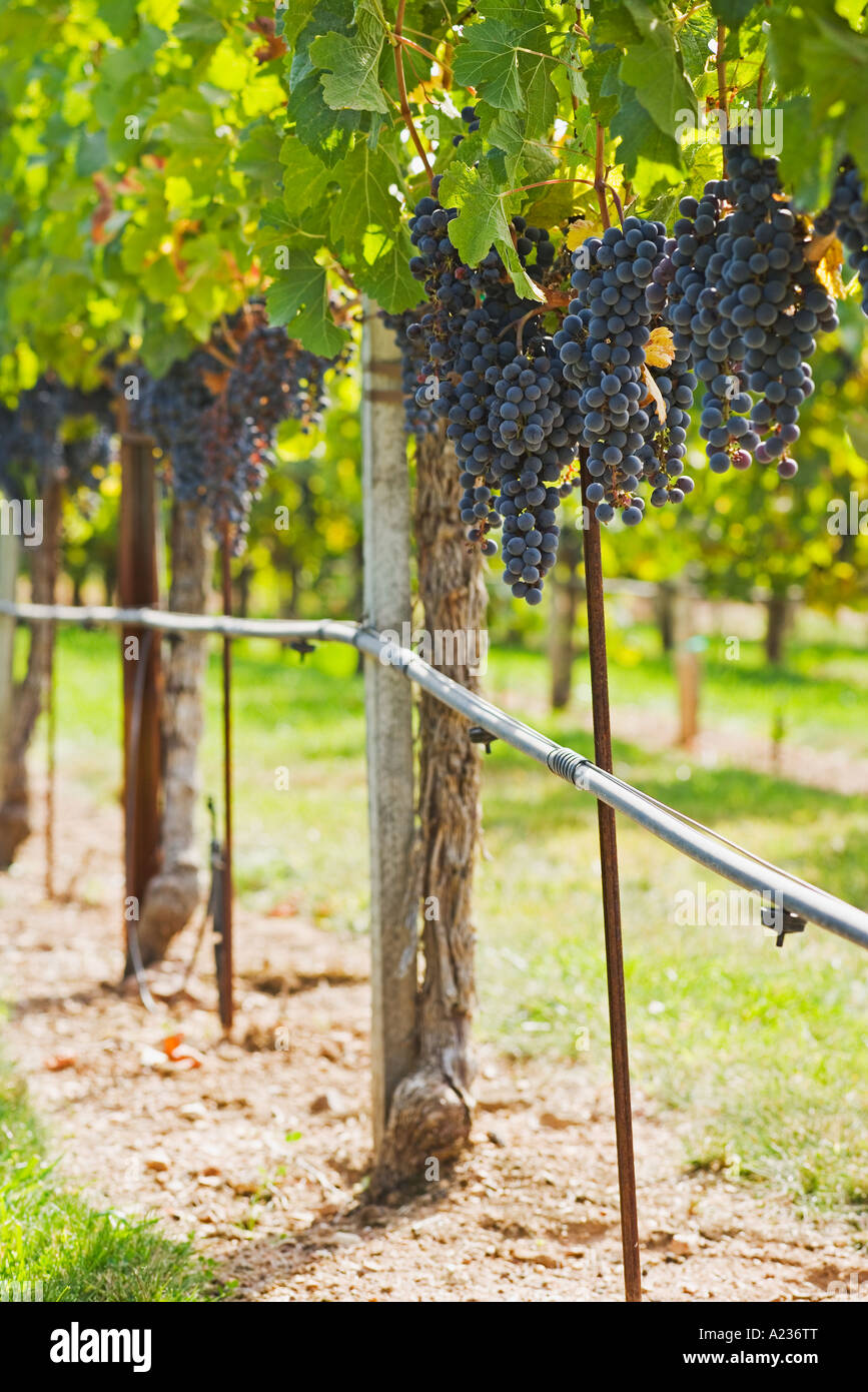 L'uva Merlot maturano sulla vite in una direzione verticale in posizione di lancio Gainey vigneto Santa Ynez Valley vicino a Santa Barbara in California Foto Stock