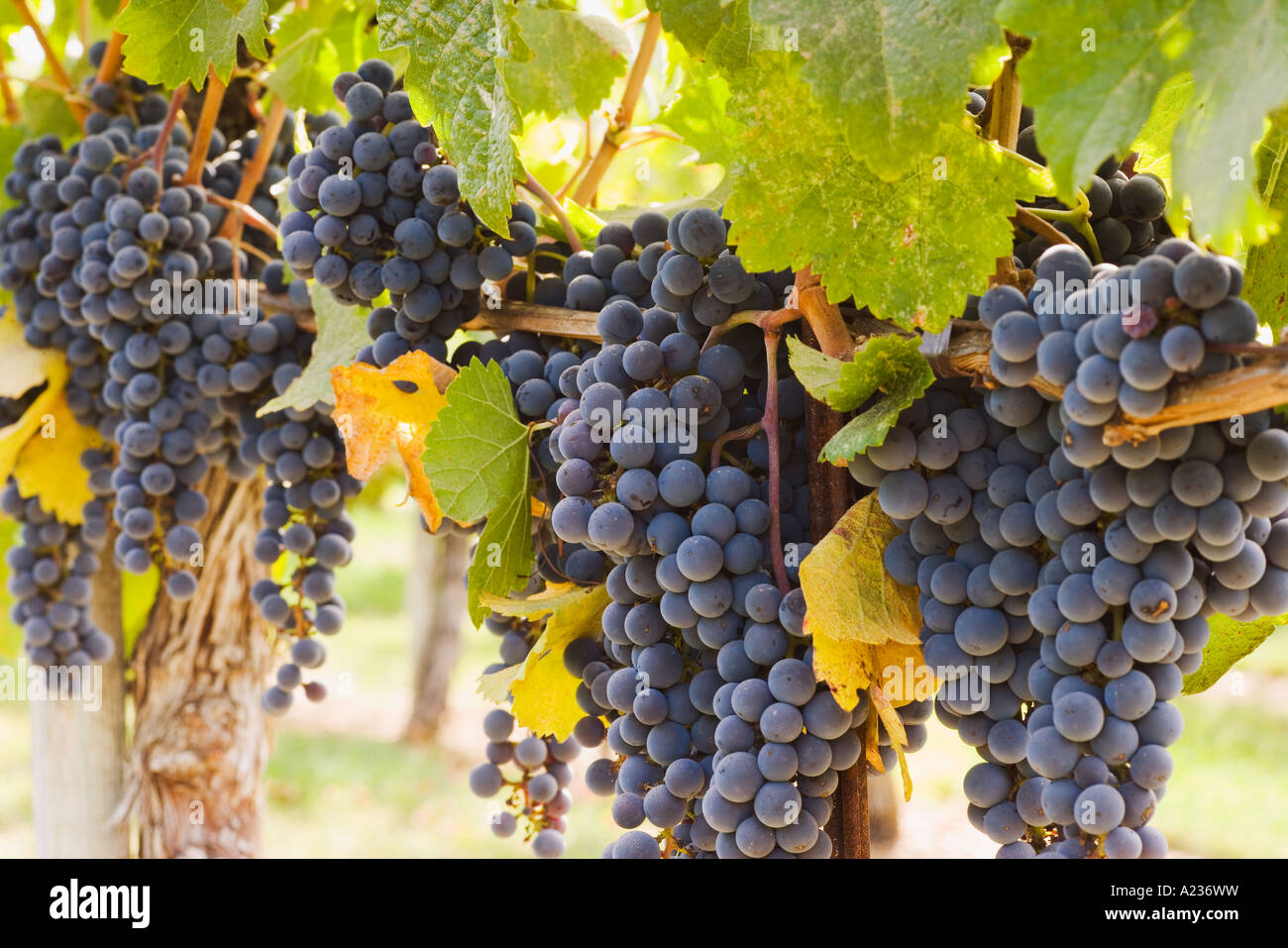 L'uva Merlot maturano sulla vite in una direzione verticale in posizione di lancio Gainey vigneto Santa Ynez Valley vicino a Santa Barbara in California Foto Stock