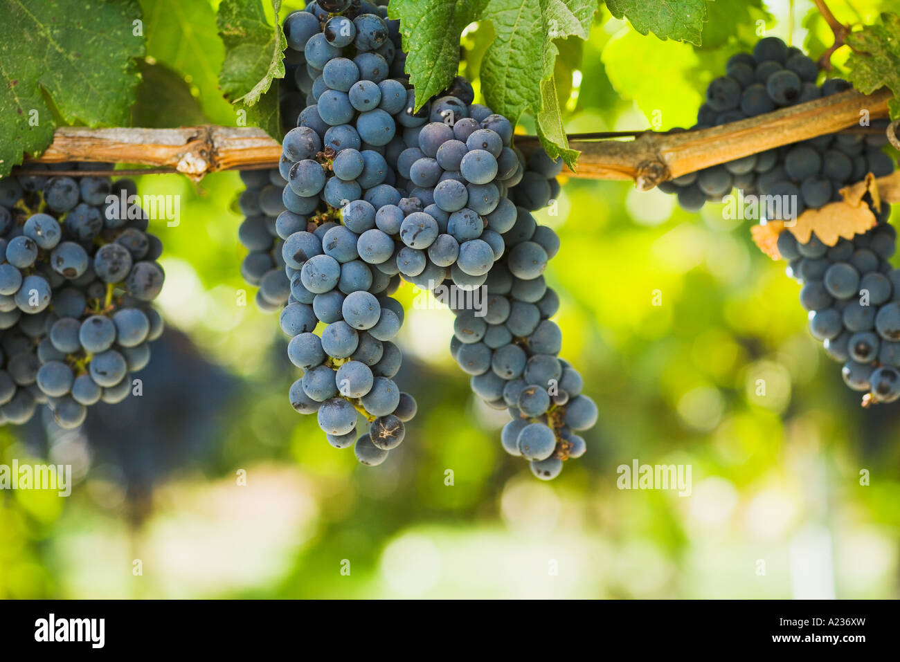 L'uva Merlot maturano sulla vite in una direzione verticale in posizione di lancio Gainey vigneto Santa Ynez Valley vicino a Santa Barbara in California Foto Stock